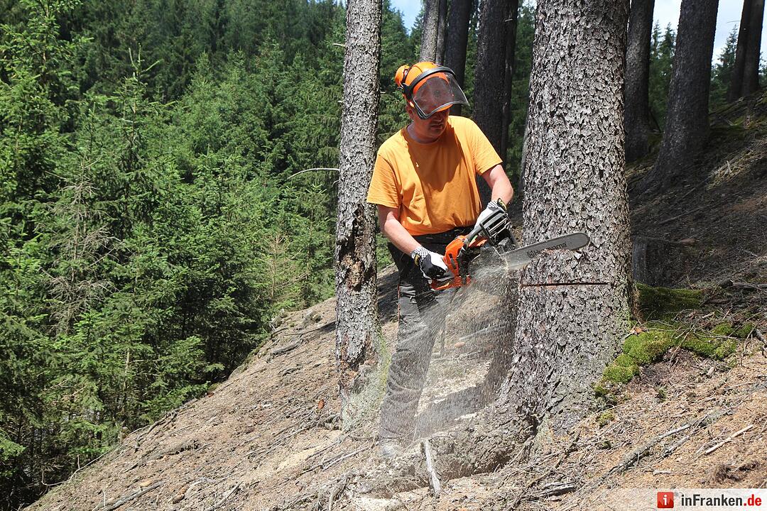 Voloprojekt: Baum fällt