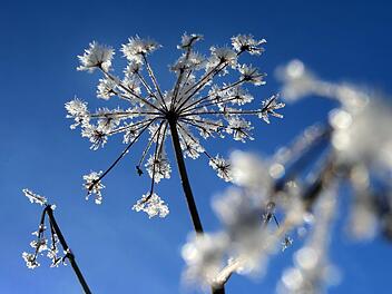 Die zurzeit herrschende Kälte schadet vor allem empfindlichen Pflanzen. Eine Schneedecke wäre für die Natur optimal.  Symbolfoto: Karl-Josef Hildenbrand/dpa