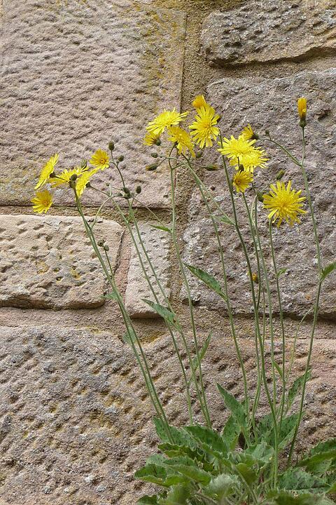 gelbe blumen an der Mauer