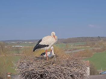 Frensdorf: Wei&szlig;st&ouml;rche zur&uuml;ck am Bauernmuseum Bamberger Land