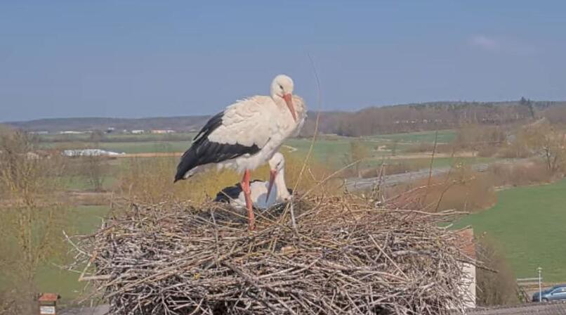 Frensdorf: Wei&szlig;st&ouml;rche zur&uuml;ck am Bauernmuseum Bamberger Land