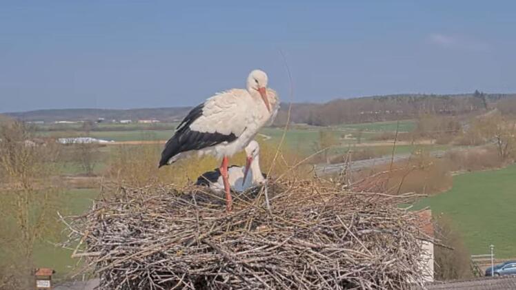 Frensdorf: Wei&szlig;st&ouml;rche zur&uuml;ck am Bauernmuseum Bamberger Land