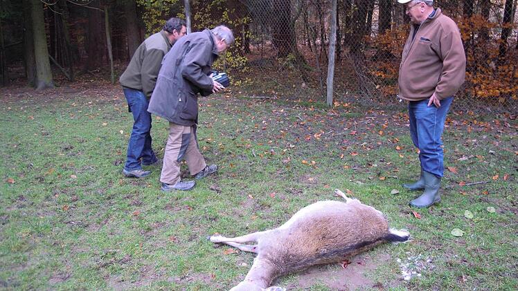 Die Gutachter suchen nach Spuren der Wildkatze. Rechts beobachtet Erwin Belz das Geschehen. Foto: Julia Raab