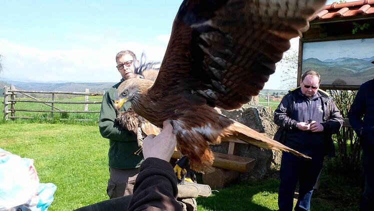 Ein Hingucker waren die beiden Roten Milane, die Mitglieder des Vereins für Umweltbildung und Greifvogelhilfe aus Hessen mitbrachten. Foto: Gerd Schaar
