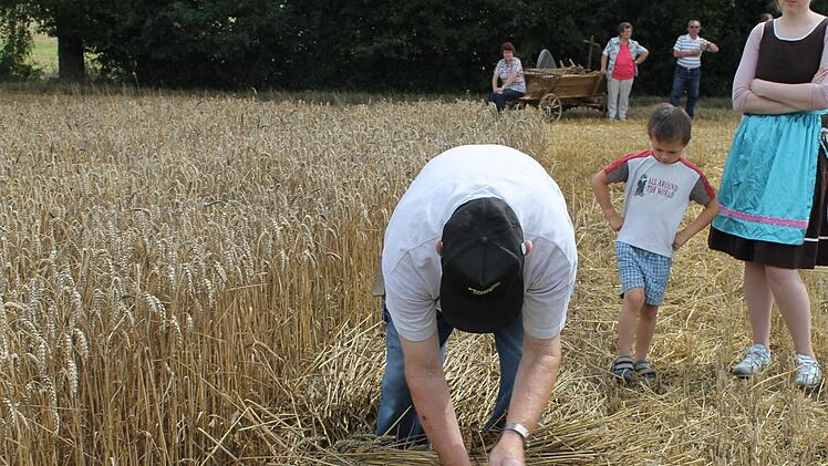 Per Hand mussten früher die Getreidehalme zu Garben gebunden werden. Foto: Janina Reuter