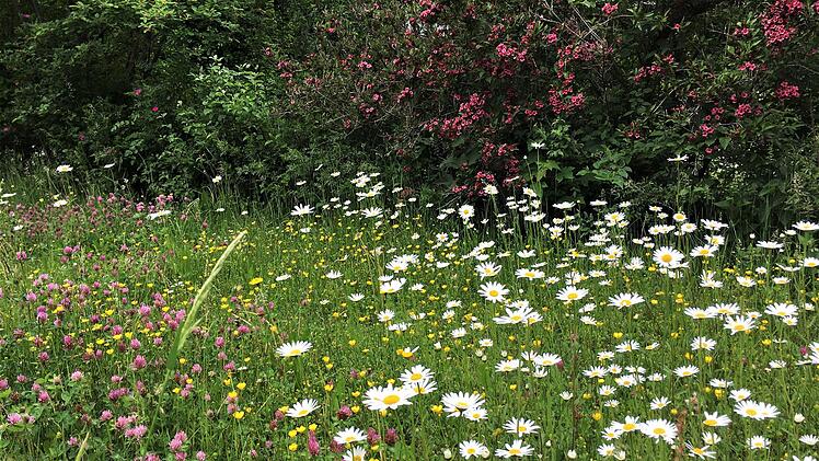 Wildblumenwiese an der Salinenstraße Peter Borst
