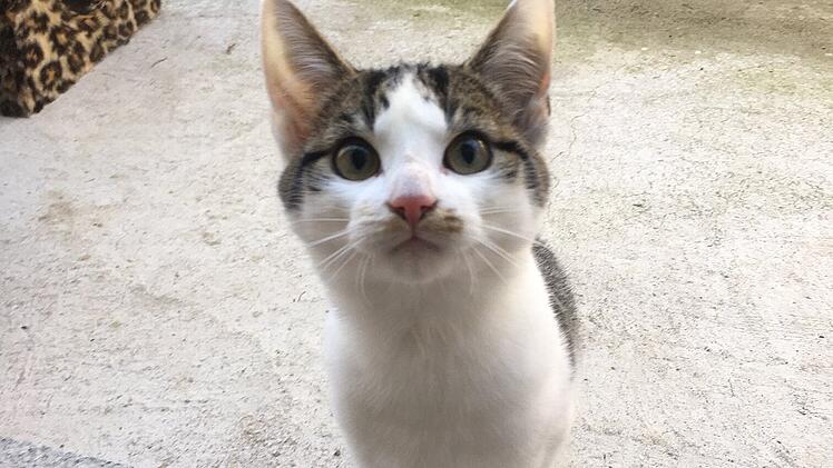 Mia aus dem Tierheim Bamberg