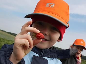 Ludwig und Larissa sind mit der Kita aus Hemhofen zum Erlebnistag auf den Erdbeerhof Schuster gekommen.  Fotos: Christian Bauriedel