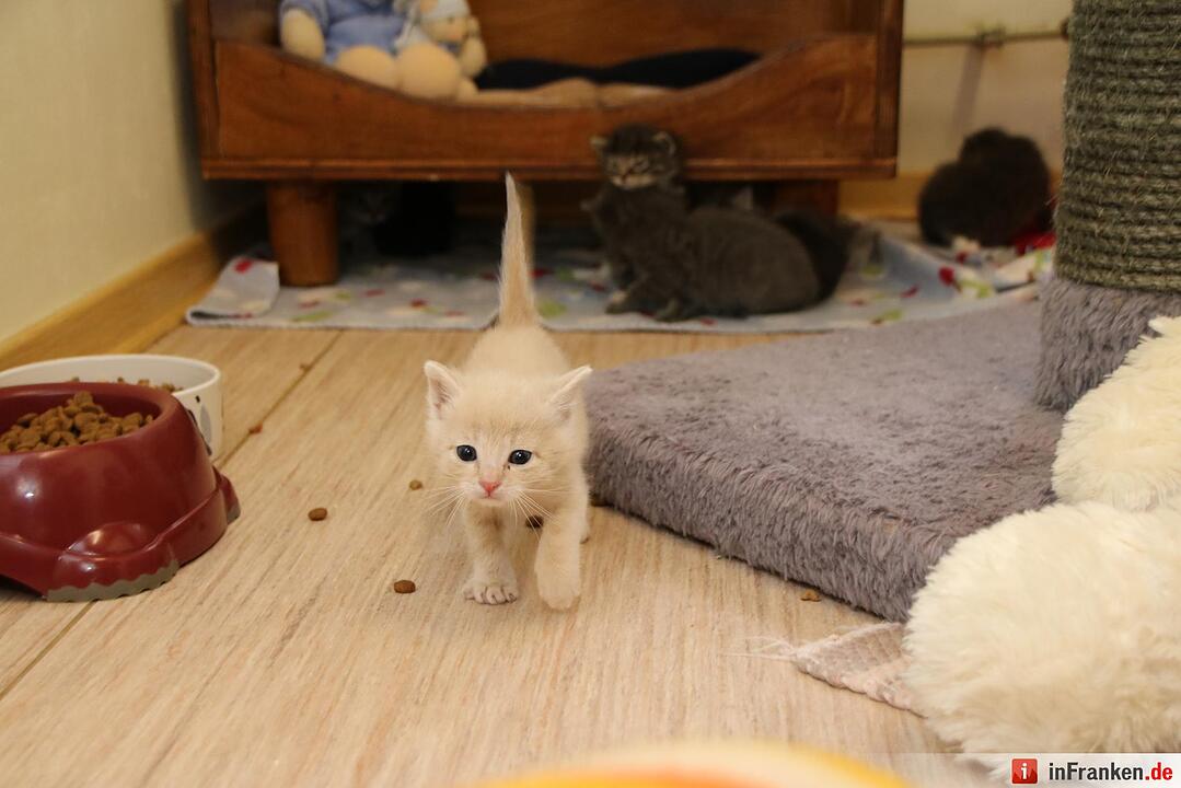 Der  Herbst bringt den Katzenblues in Unterfranken