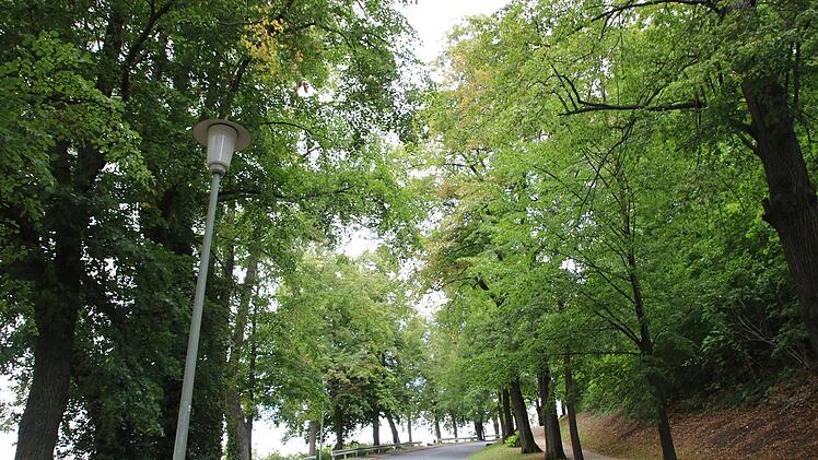 Linden spenden an der Auffahrt zur Plassenburg SchattenFoto: Katrin Geyer
