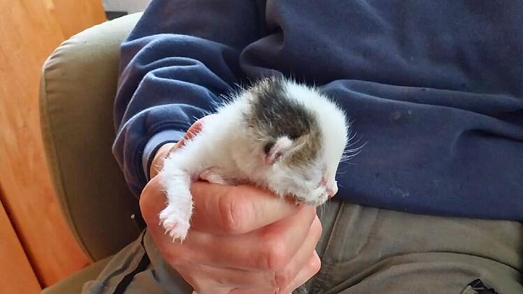 Katzenhilfe Würzburg schildert dramatischen Gartenfund - "zerreißt einem das Herz"