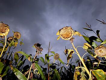 Herbst - Verwelkte Sonnenblumen