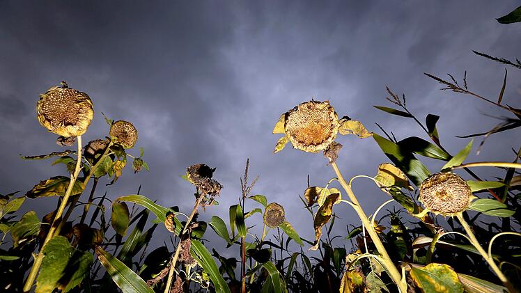 Herbst - Verwelkte Sonnenblumen