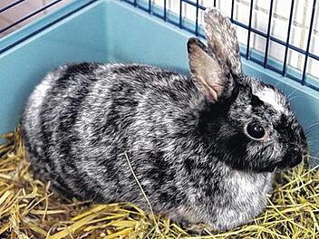 Sch&uuml;chterne Stupsi