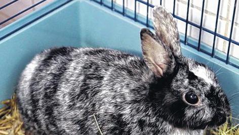 Sch&uuml;chterne Stupsi