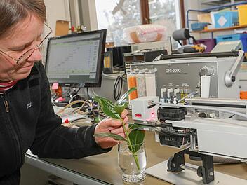 Diplom-Biologin Katharina Siebke testet mit dem Blatt einer Zimmerpflanze ein neues Messgerät. Foto: Barbara Herbst