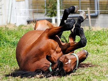 In Marloffstein wurde ein Pferd von einem Auto erfasst und dabei t&ouml;dlich verletzt. Symbolbild.