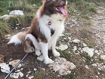 Tierheim Bamberg: "Originell aussehender Rudi" wartet noch immer Tierheim Bamberg: "Originell aussehender Rudi" wartet noch immer