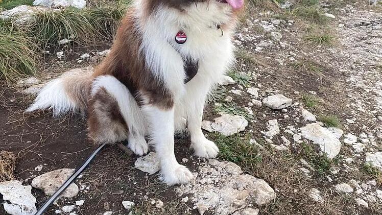 Tierheim Bamberg gibt Update zu "originell aussehendem Rudi"