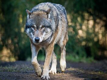 Ein Wolf läuft in Groß Schönebeck (Brandenburg) im Wildpark Schorfheide durch sein Gehege. Foto: Patrick Pleul/dpa