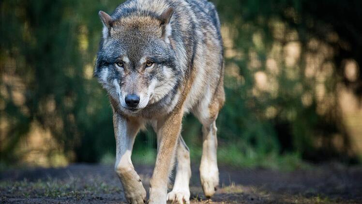 Ein Wolf läuft in Groß Schönebeck (Brandenburg) im Wildpark Schorfheide durch sein Gehege. Foto: Patrick Pleul/dpa