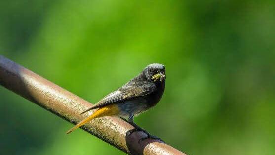 Hausrotschwanz Foto: Bertram Steiner