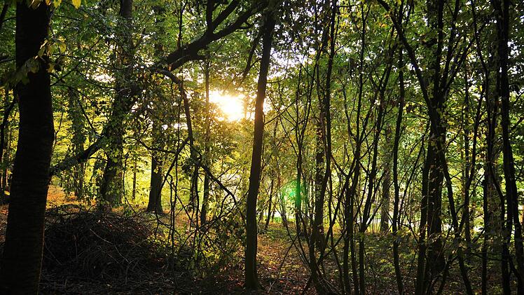 Bürgermeister Peter Kraus gab in der Sitzung des Gemeinderats bekannt, dass die Waldbewirtschaftung im Jahr 2015 einen Überschuss von 4076 Euro erbracht hat.
