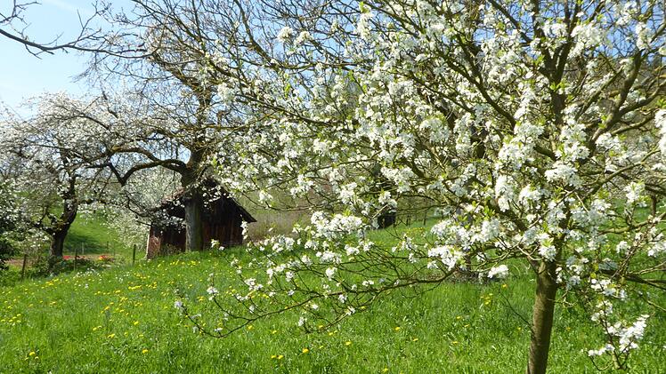 Kirschgarten bei Buttenheim