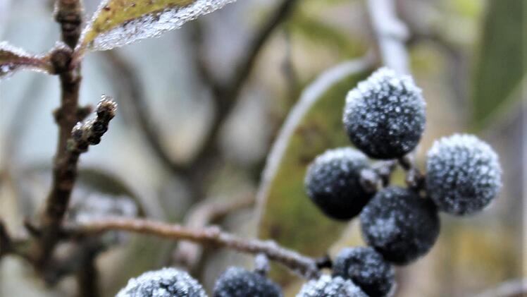 Vom Eis "verzuckerte" Ligusterbeeren.  Foto: Jupp Schröder