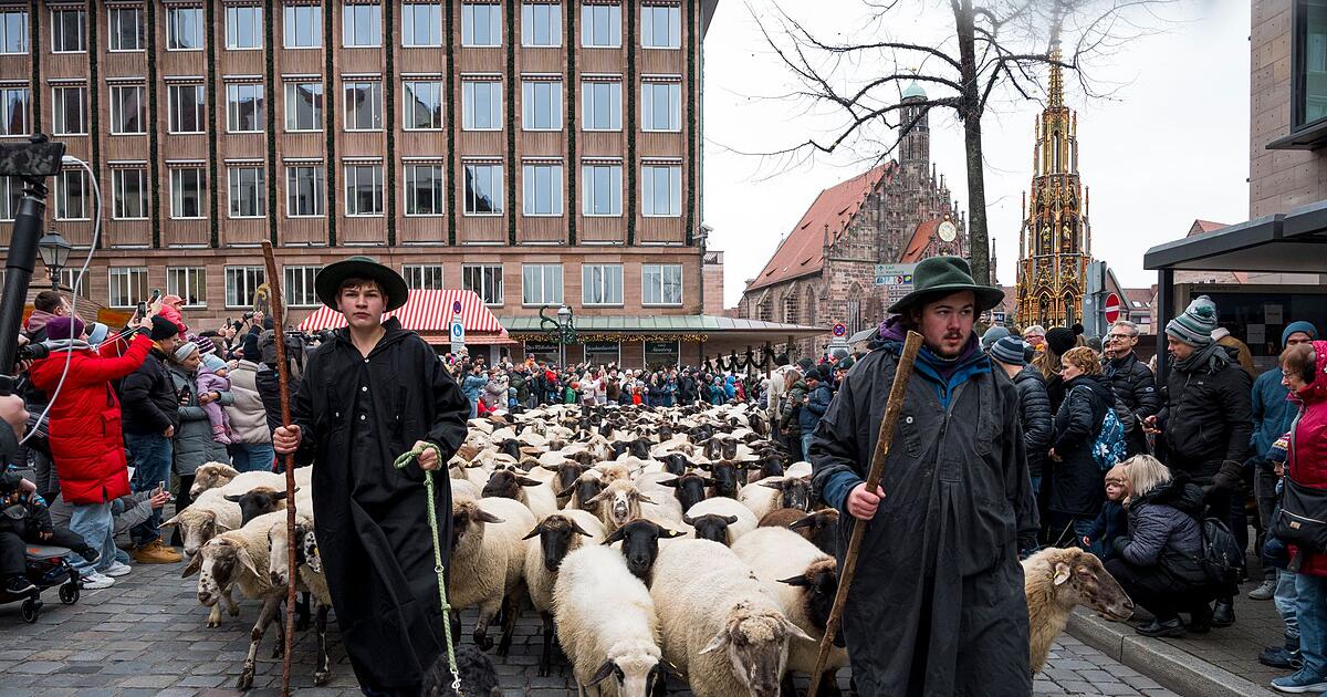 Sheep spectacle in Nuremberg is imminent - | rare event in November