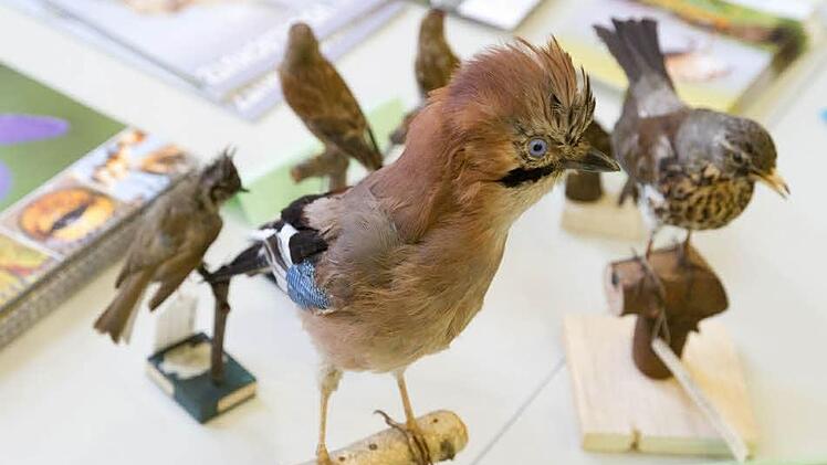 Das Naturkundemuseum zeigte eine ganze Reihe seiner Vogelpräparate, in der Mitte: der Eichelhäher, rechts: eine Wacholderdrossel. Foto: Florian Hecky