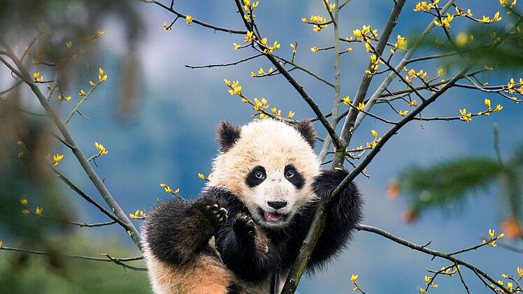 Pandas k&ouml;nnen trotz ihres Gewichts gut klettern, wie dieses Jungtier in Sichuan, China.