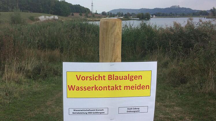 Die sehr warmen Septembertage sind für den Goldbergsee nicht ohne Folgen geblieben: Es gibt sehr viele Blaualgen im Wasser. Foto: Oliver Schmidt