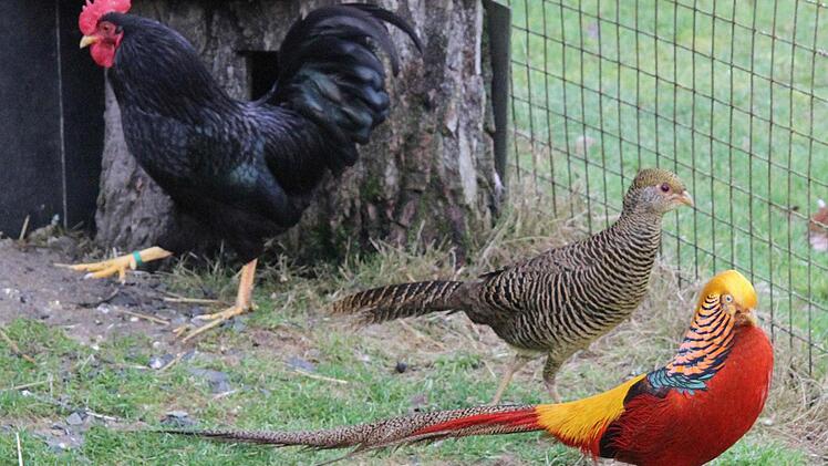 Der langjährige Züchter Gottfried Zimmermann (76) hat schon einmal einen Blick in seinen "Fasanengarten" erlaubt. Foto: Sonja Adam