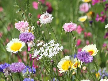 Blühende Flächen sind schön anzusehen und ein Segen für Insekten, Kleintiere und Vögel. Doch moderne Bauhöfe sind oft nicht mehr dafür ausgestattet, sie zu pflegen. Foto: Josef Schröder