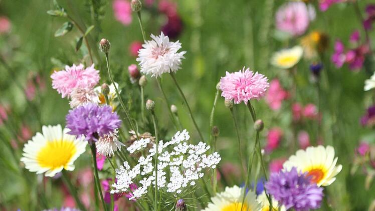 Blühende Flächen sind schön anzusehen und ein Segen für Insekten, Kleintiere und Vögel. Doch moderne Bauhöfe sind oft nicht mehr dafür ausgestattet, sie zu pflegen. Foto: Josef Schröder