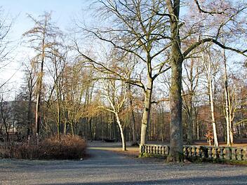 Rund 30 Bäume im Schlosspark sind marode und müssen beseitigt werden. Foto: Veronika Schadeck