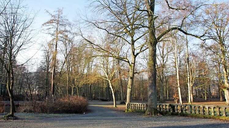 Rund 30 Bäume im Schlosspark sind marode und müssen beseitigt werden. Foto: Veronika Schadeck