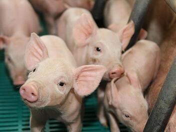 Zum Knutschen: In der Schweinezucht von Roland Reh befinden sich zur Zeit etwa 800 Ferkel.  Foto: Matthias Hoch