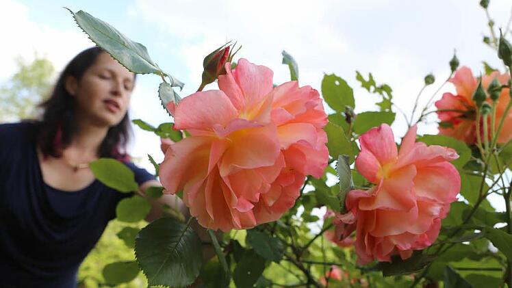 Die Rose Westerland blüht üppig und duftet. Foto: Barbara Herbst