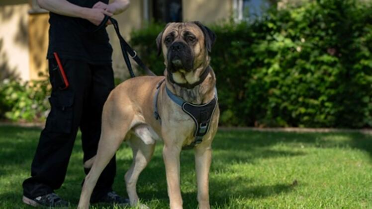 Hund im Tierheim Nürnberg