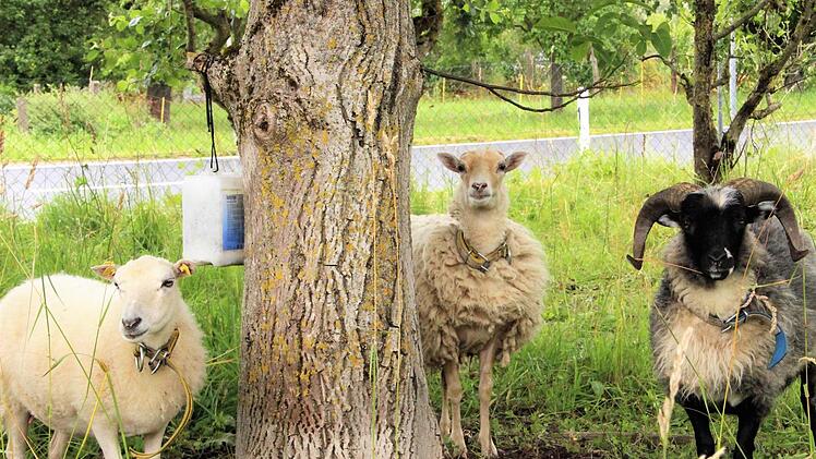 Liesl und Kasimir beäugen jeden Besucher erst mal kritisch. Doch wenig später lassen die Skutten sich auch schon mal streicheln. Fotos: Diana Fuchs