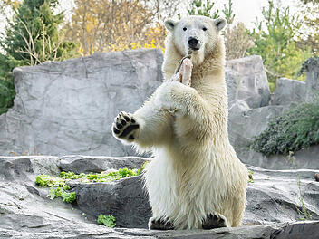 Tiergarten Nürnberg erinnert an fragwürdige Zustände bei Eröffnung - "kaum vorstellbar"