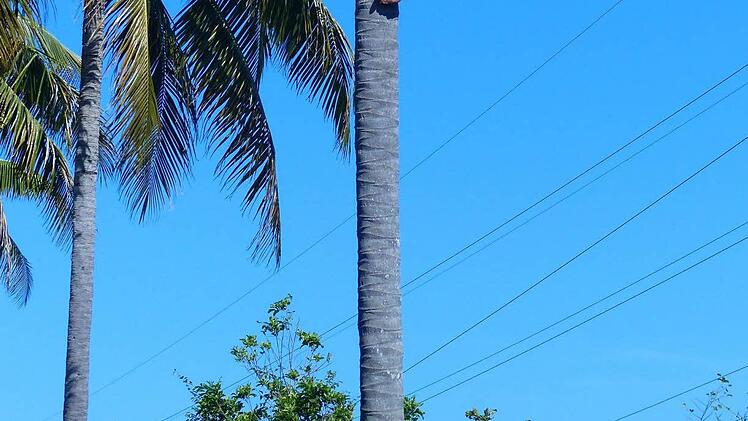 Barfuß und ohne Hilfsmittel die Kokospalmen hochklettern: Für Menschen, die in der Karibik aufgewachsen sind, kein Problem.