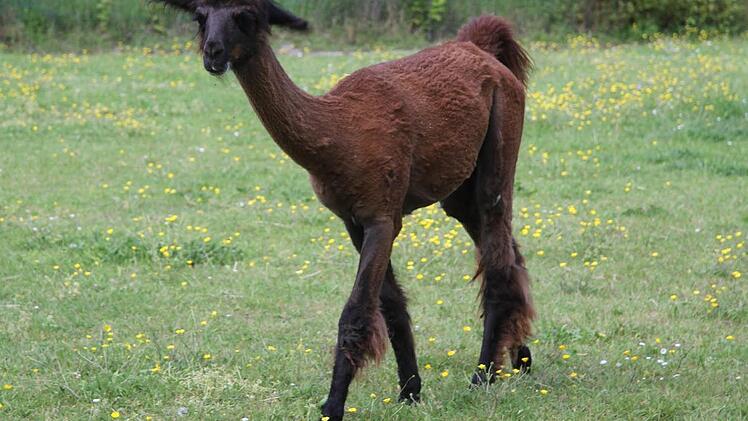 Samuel Müller ist fasziniert von den Lamas. "Lamas sind die Delfine der Weide", schwärmt er und erhofft sich gute Erfolge bei den Freizeiten mit ADHS-Kindern Foto: Sonja Adam