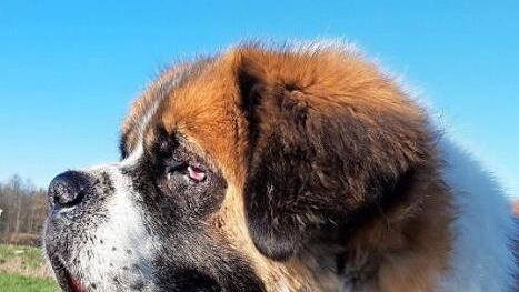 Bernhardiner Rocky kann dank des Eingriffs auf dem linken Auge wieder sehen. Die OP des rechten Auges hat er noch vor sich