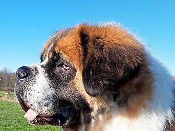 Bernhardiner Rocky kann dank des Eingriffs auf dem linken Auge wieder sehen. Die OP des rechten Auges hat er noch vor sich