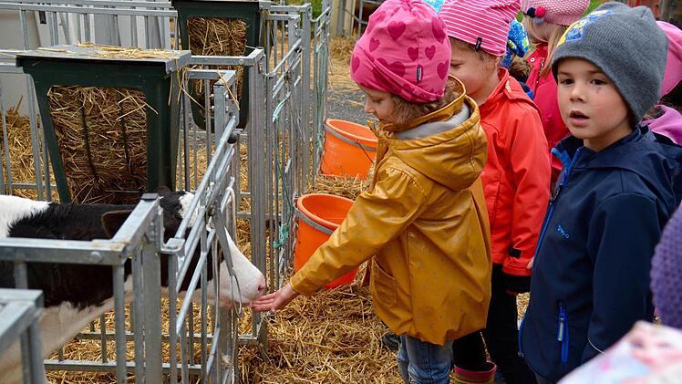 Magdalena ist die erste, die dem Kälbchen mit Namen Elisa ihre Hand hinhält. Kurze Zeit später machen es ihr einige Kinder nach.  Foto: Kathrin Kupka-Hahn