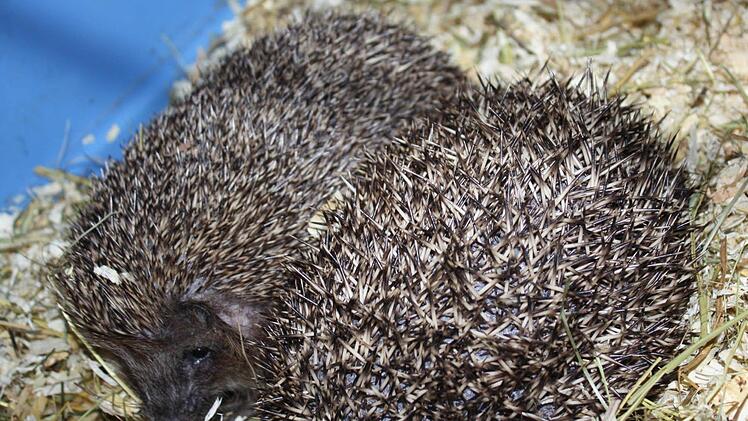 Igeln wird beim Überwintern geholfen.