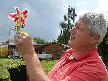 Stefan Strasser mit der Lilie "Scheherazade". Foto: Ronald Rinklef